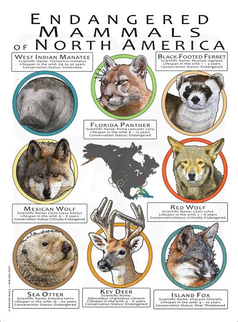 Endangered Mammals of North America Poster Print