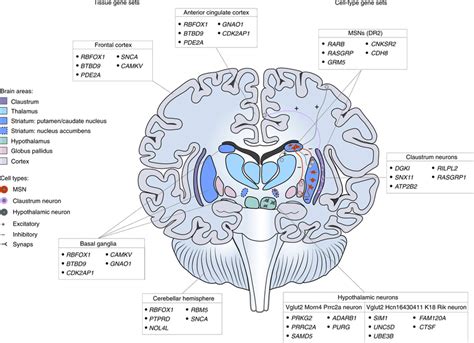 Brain Tissue