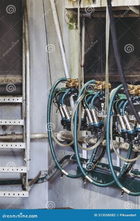 Equipment for Cow Milking on a Cattle Breeding Farm Stock Photo - Image ...