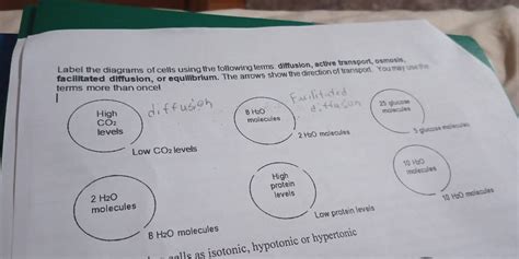 Label The Diagrams Of Cells Using The Following Terms Diffusion