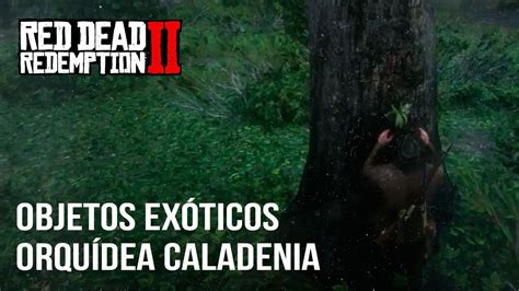 Red Dead Redemption 2 Guía Localización Orquídea Caladenia Youtube