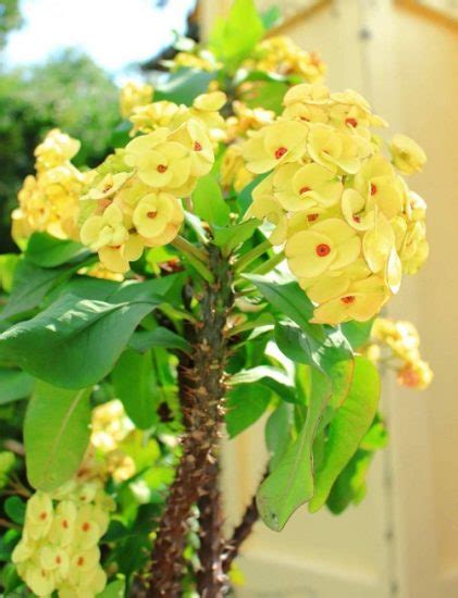 17 Beautiful Succulent with Yellow Flowers | Balcony Garden Web