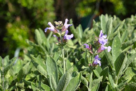 Foto De Pianta Di Salvia Fiorita Erba Aromatica Utilizzata In Cucina