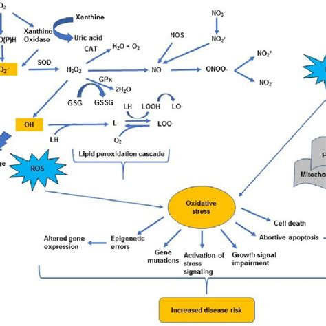 Pathway Showing Rosrns Generation Subsequent Chain Reactions And Download Scientific Diagram