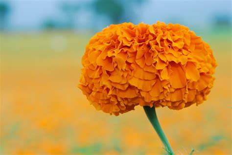 Why Our Eyes Love Marigold Flower 6 Reasons — Lutemax