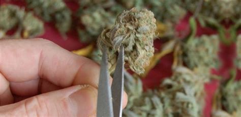 Harvesting Marijuana Program | Green CulturED Cannabis College