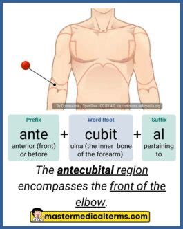 antecubital - Master Medical Terms
