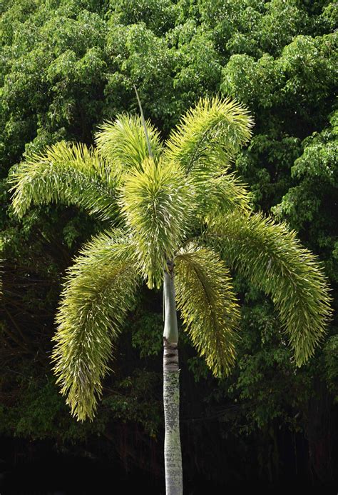 Foxtail Palm Wodyetia Bifurcate Photo David Clode Foxtail Palm