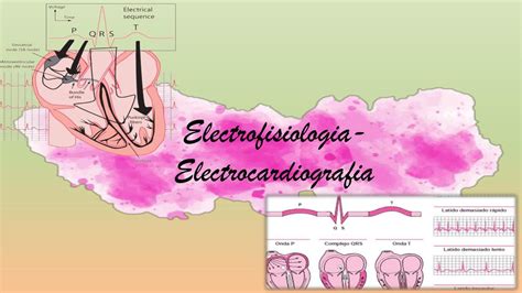 Electrofisiología Del Corazón En El Electocardiograma David Jefferson