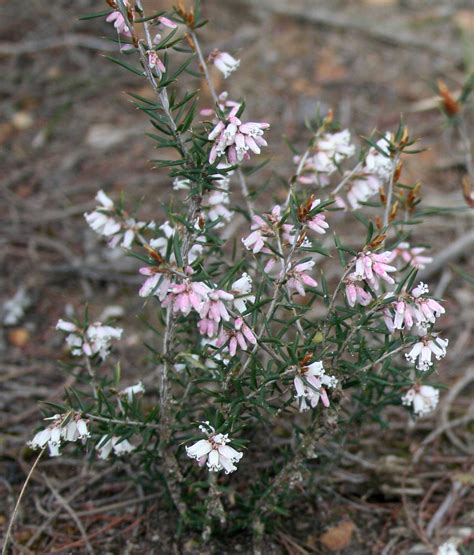 Common Heath Epacris Impressa Common Heath Flickr