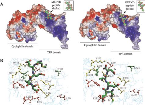 Modeling Of The Hsp Meevd Peptide Onto The Cyp Tpr Domain A