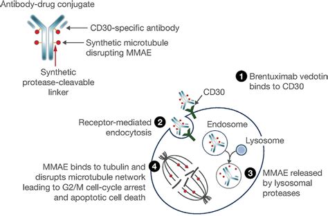 Brentuximab Vedotin Mechanism Of Action Figure Reproduced From Suri A