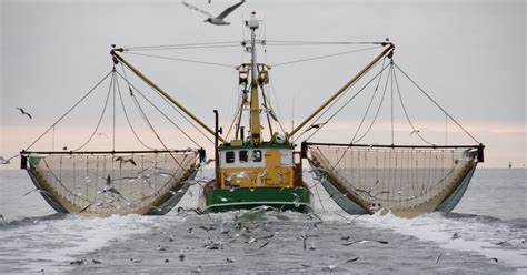 The True Extent Of Trawl Damage Revealed The Fish Site