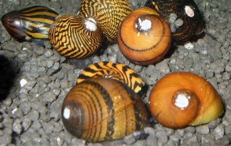 Nerite Snails Neritina Natalensis Tropical Fish Keeping