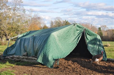 Mainely Ewes Farm Sheep And Llama Shelter Day 1