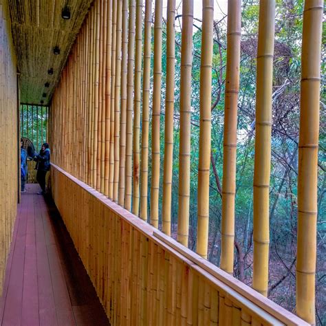 Customized Dry Straight Outdoor Big Moso Bamboo Poles Cm To Cm