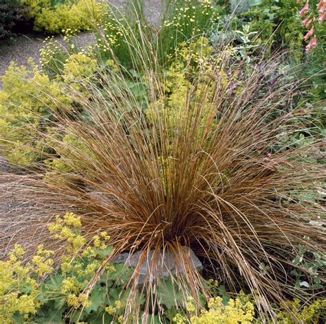 Carex Grasses Sedge Grasses Hopes Grove Nurseries