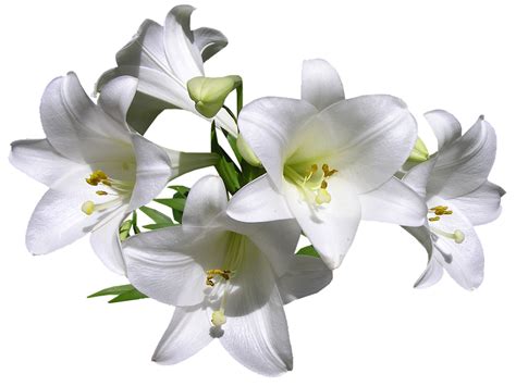 lilies white flowers  photo  pixabay