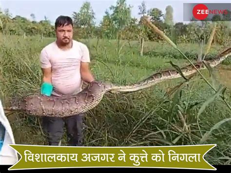 Python Secretly Swallows Alive Dog In The Field Video Viral In Haldwani