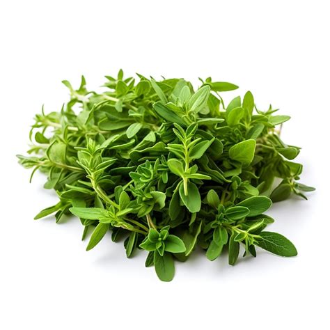 Premium Ai Image Variety Of Nature Thyme Leaves Type Of Herb Thymus