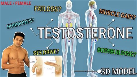 Sex And Testosterone Everything You Wanted To Know About It With 3d