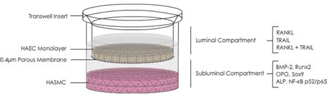 Schematic Of The Haec Hasmc Transwell Co Culture Model Haecs Within