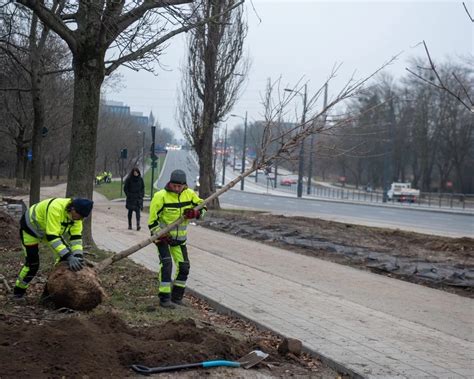 Wielkie zazielenianie Łodzi Tej jesieni posadzą 50 tysięcy drzew