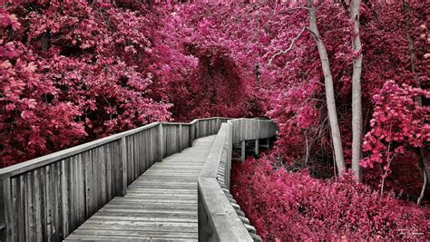 Crimson Forest by Pajunen on DeviantArt