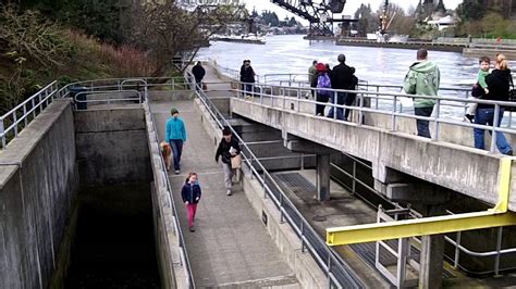 Salmon Ladders In Seattle Wa Youtube