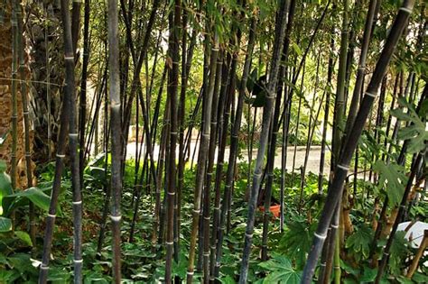 Bamboo Trees For Sale Buying Growing Guide Trees