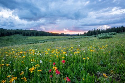 Countryside Field Flora · Free photo on Pixabay