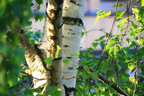 Betulla Propriet E Rimedi Naturali Erboristeria Como