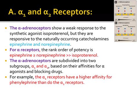 Adrenergic Agonists Ppt