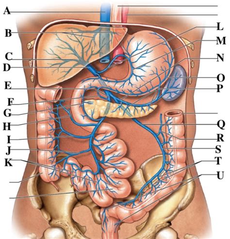 Ch 22 Vasculature Exam 2 Flashcards Quizlet