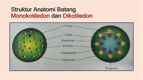 Detail Gambar Anatomi Batang Tumbuhan Koleksi Nomer 43