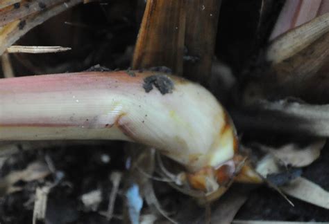 Pantry Keeping Edible And Medicinal Landscaping Lemongrass