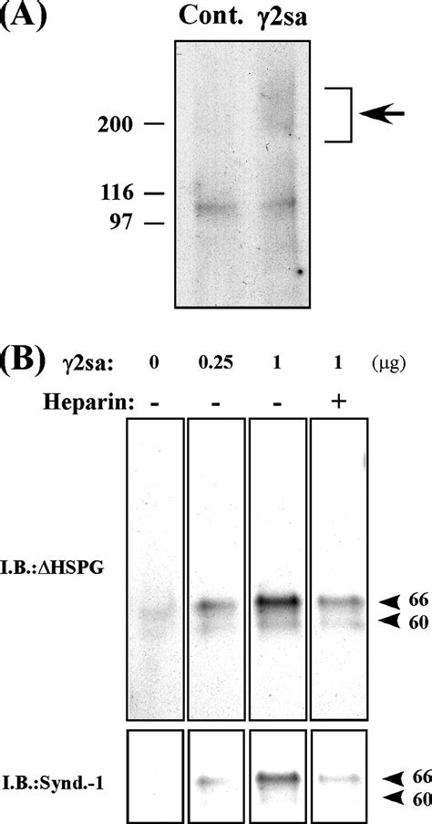 The Short Arm Of Laminin γ2 Chain Of Laminin 5 Laminin 332 Binds