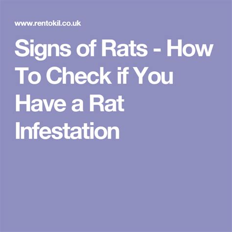 Signs Of Rats How To Check If You Have A Rat Infestation Rat Infestation Rats Infestations