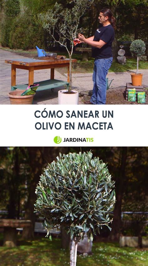 Cómo sanear un olivo en maceta Jardinatis Olivos en maceta Poda de