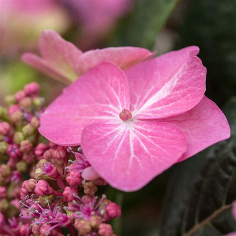 Hydrangea Endless Summer Pop Star 3 Greenwood Creek Nursery