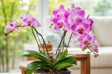 Blossoming Beauty: 7 Essential Tips To Bring Indoor Orchids To Life