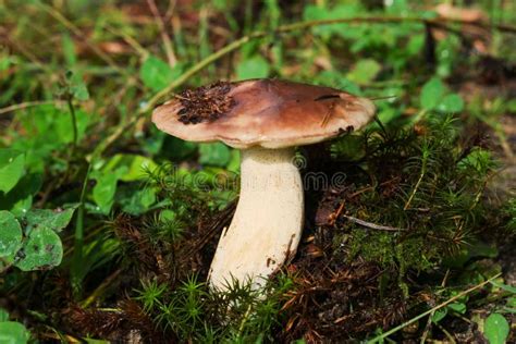 Butter Mushrooms Common Buttercup Lat Suillus Luteus Grow In The