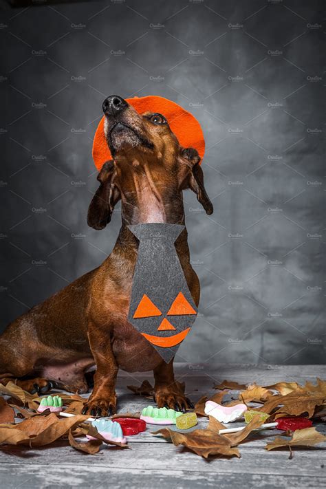 dog dressed funny halloween ~ Animal Photos ~ Creative Market