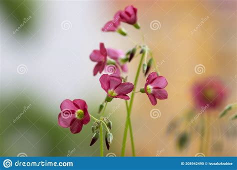 Oxalis Deppei Tetraphylla Beautiful Flowering Bulbous Plants Four