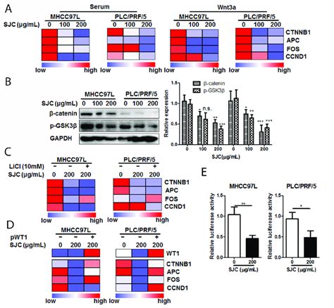 SJC suppressed Wnt β catenin pathway activity via regulating