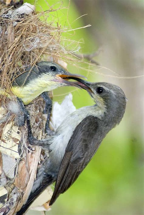 Sunbird Feeding | Smithsonian Photo Contest | Smithsonian Magazine