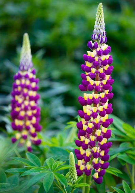 Lupinus 'Manhattan Lights' (Lupine)