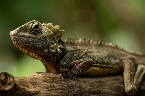 Reptiles - Australian Photography