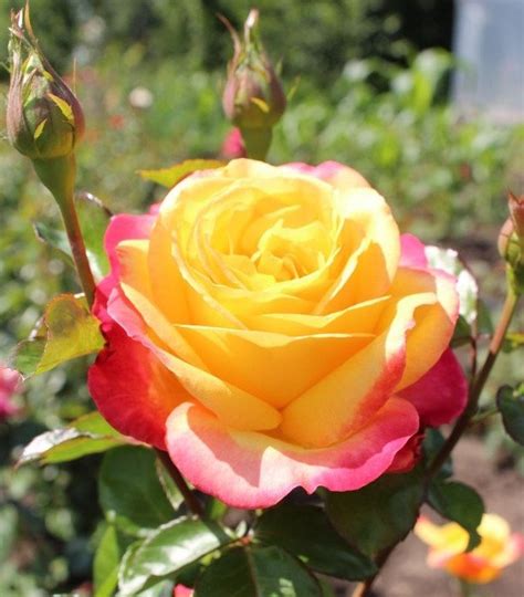 Восточный экспресс — Питомник Иващенко