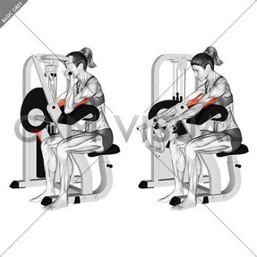 Lever Triceps Extension Version Female Workout Chart Muscle